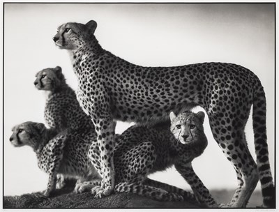 Lot 153 - Nick Brandt, Cheetah and Cubs, Maasai Mara, 2003