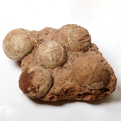 Lot 1 - Clutch of five sauropod eggs