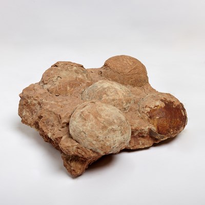 Lot 1 - Clutch of five sauropod eggs