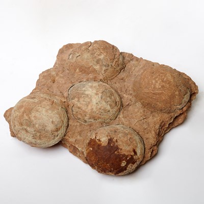 Lot 1 - Clutch of five sauropod eggs