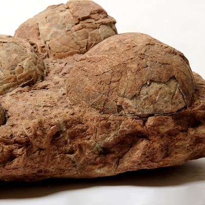 Lot 1 - Clutch of five sauropod eggs