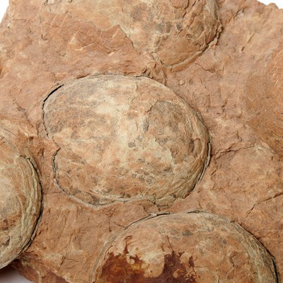 Lot 1 - Clutch of five sauropod eggs