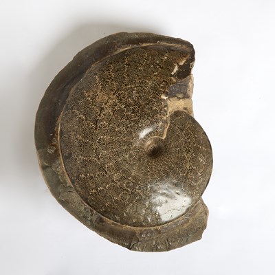 Lot 2 - A very large ammonite with fern-like sutures