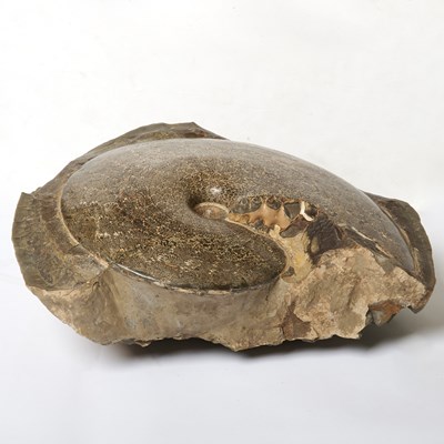 Lot 2 - A very large ammonite with fern-like sutures