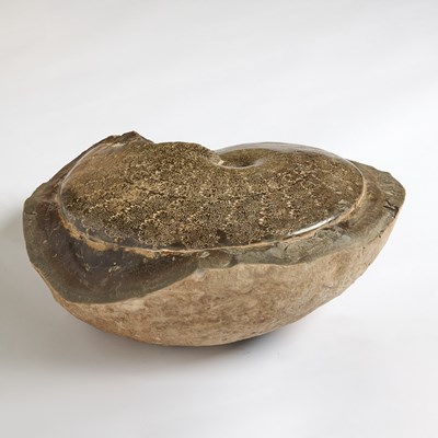 Lot 2 - A very large ammonite with fern-like sutures