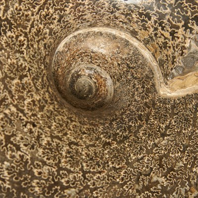Lot 2 - A very large ammonite with fern-like sutures