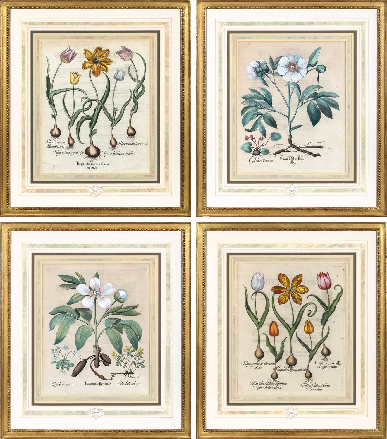 Lot 89 - Basilius Besler (1561-1629)