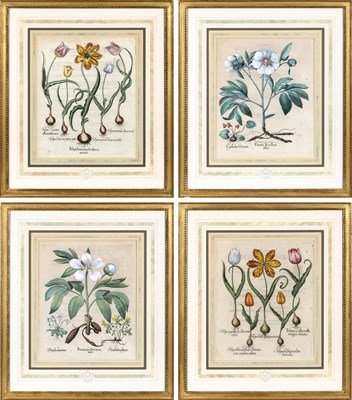 Lot 89 - Basilius Besler (1561-1629)