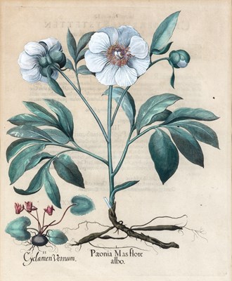 Lot 89 - Basilius Besler (1561-1629)
