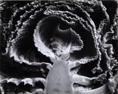 Lot 72 - Edward Weston, Kale Halved, 1930