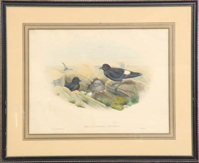 Lot 305 - J. Gould & H.C. Richter