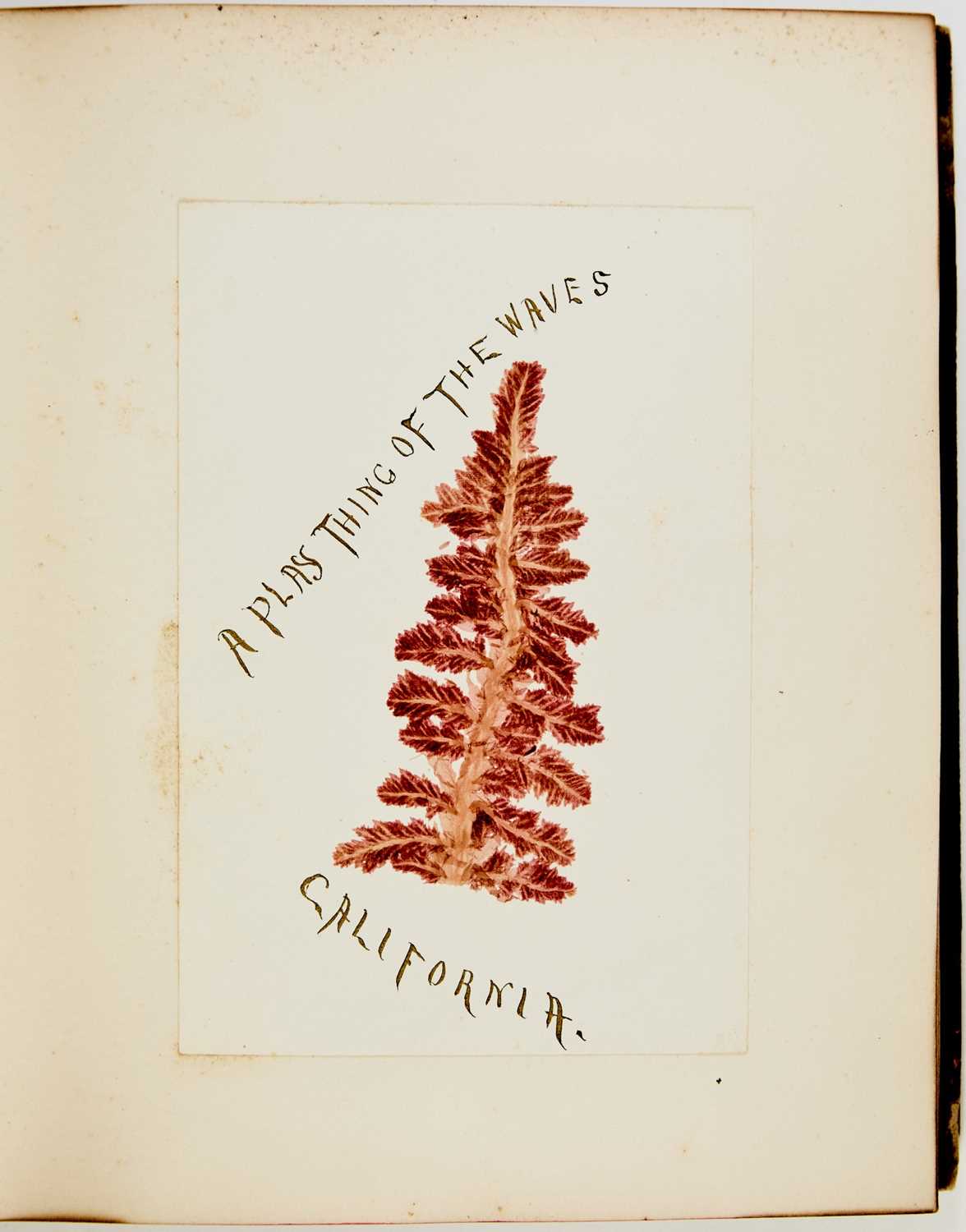 Lot 69 - A decorative album of seaweed specimens