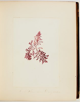 Lot 69 - A decorative album of seaweed specimens