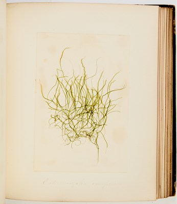 Lot 69 - A decorative album of seaweed specimens
