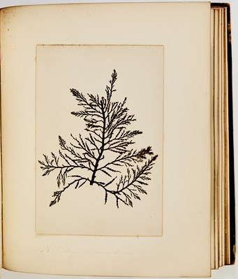 Lot 69 - A decorative album of seaweed specimens