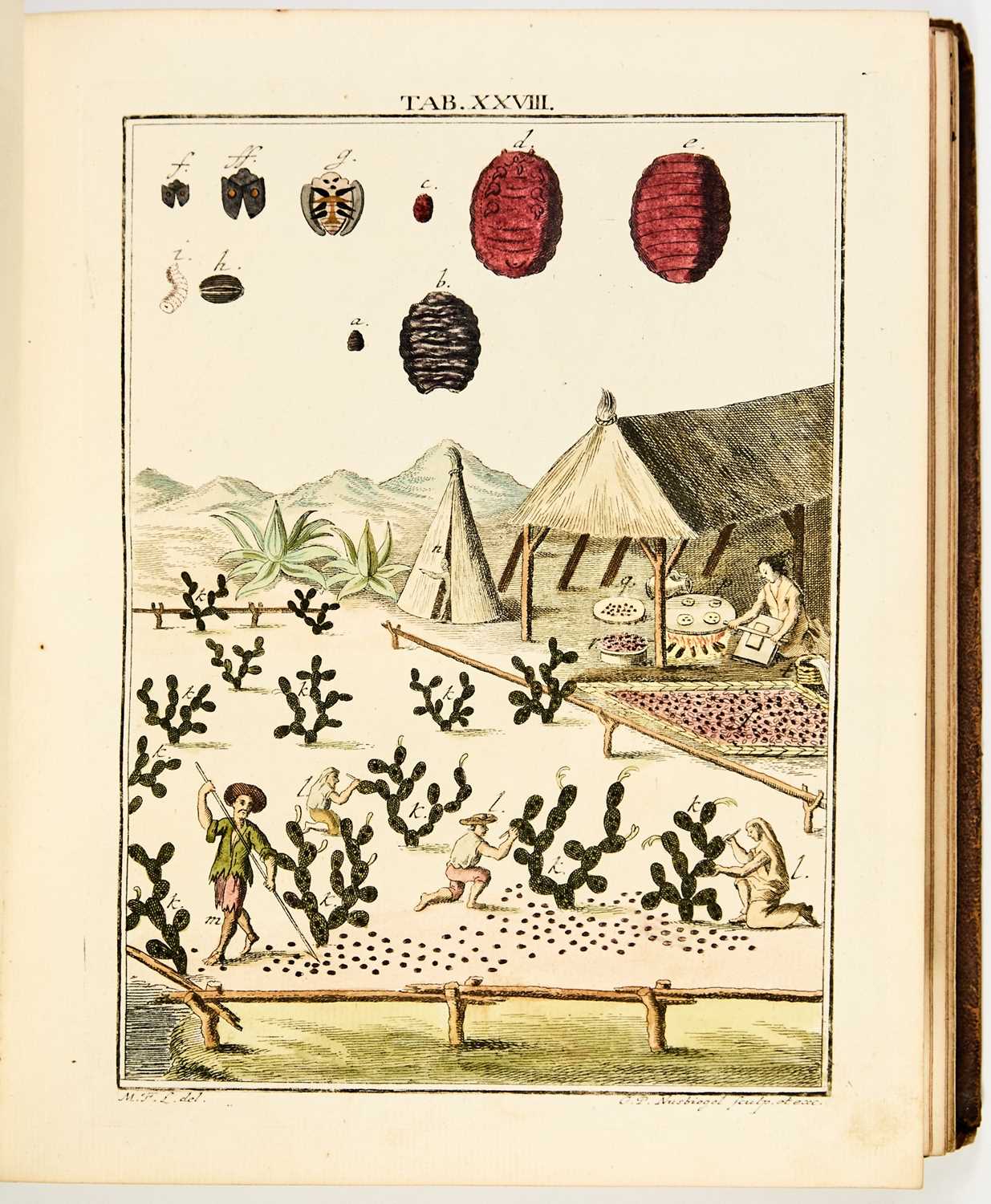 Lot 45 - 100 superb color plates after Ledermüller