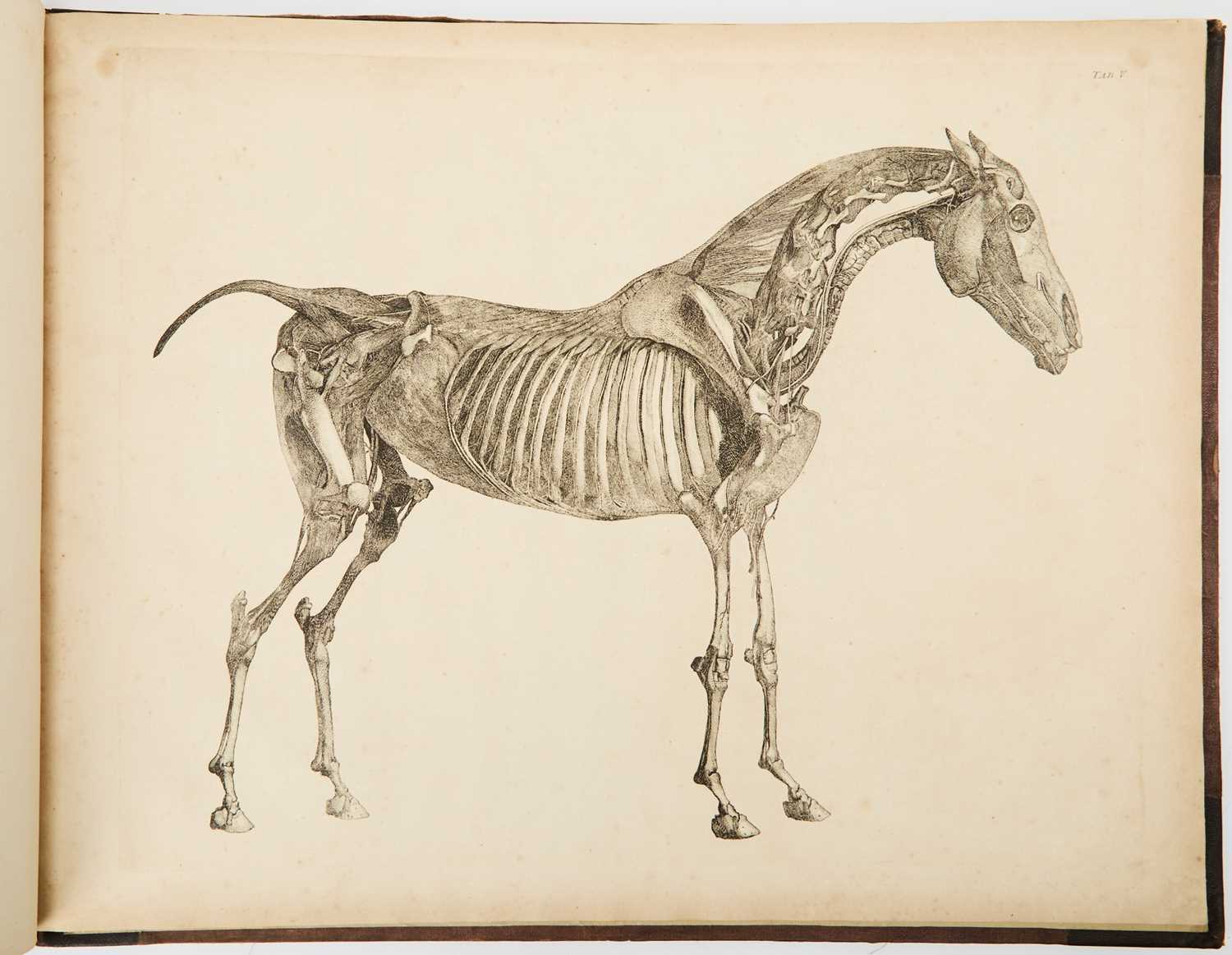 Lot 93 - George Stubbs on the anatomy of the horse