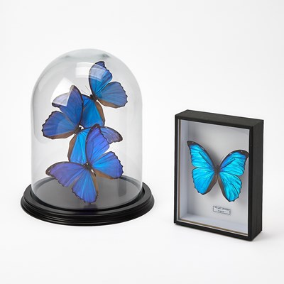 Lot 225 - Group of Morpho (Genus) Menelaus Butterfly Specimens
