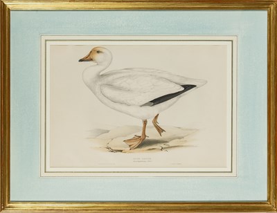 Lot 51 - John Gould (1804-1881)