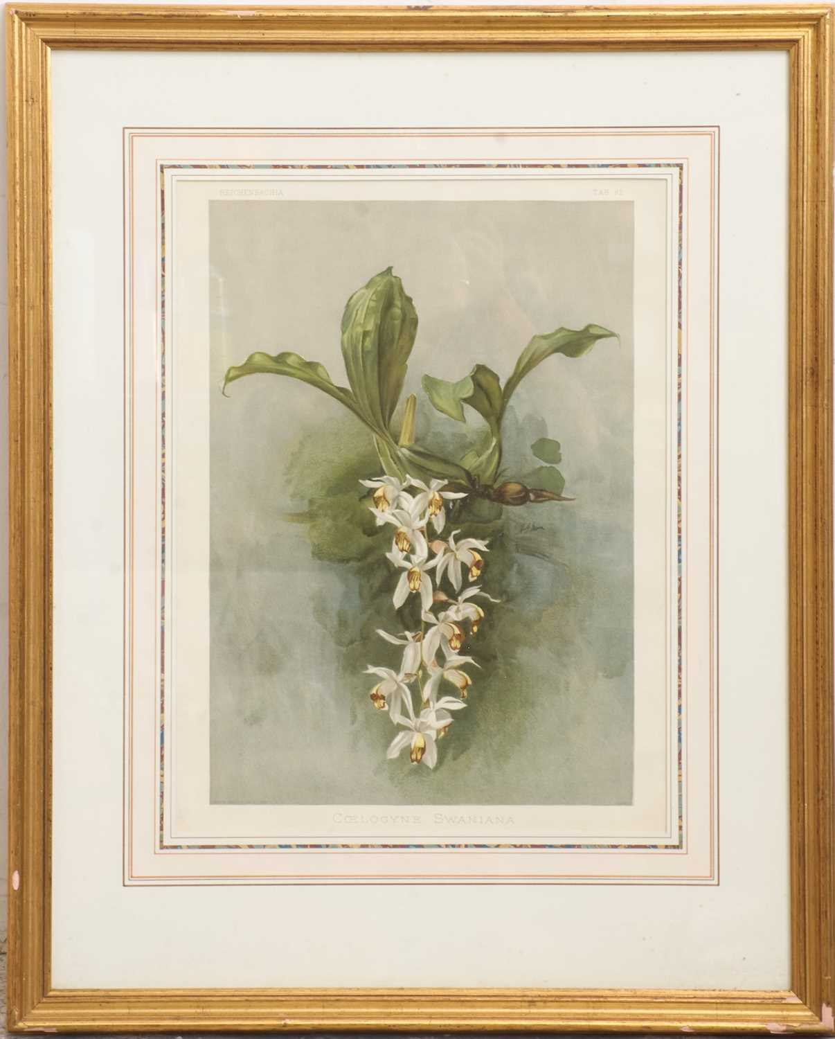 Lot 17 - Coelogyne Swaniana