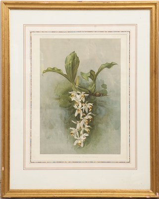 Lot 17 - Coelogyne Swaniana