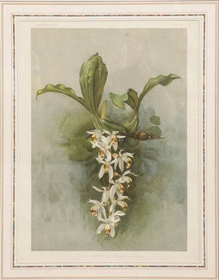 Lot 17 - Coelogyne Swaniana