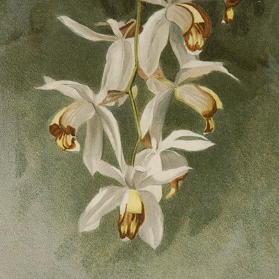 Lot 17 - Coelogyne Swaniana