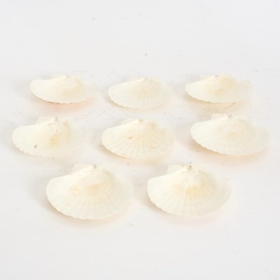 Lot 273 - Set of Eight Bleached Seashells