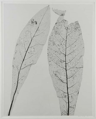 Lot 236 - SAVAGE, NAOMI Collection of five photograms of...