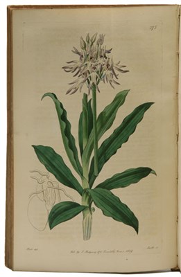 Lot 151 - [LINDLEY, JOHN] The botanical register...