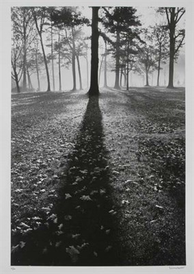 Lot 213 - EISENSTAEDT, ALFRED Shadows in Forest, Autumn...