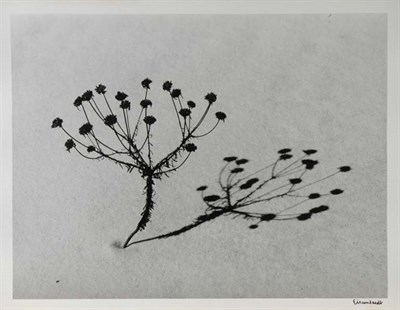 Lot 202 - EISENSTAEDT, ALFRED Dried flowers on Pensacola...