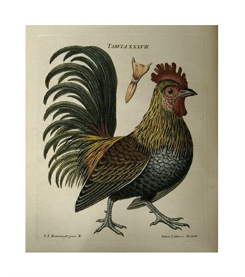 Lot 133 - SCHAEFFER, J[OHANN] C[HRISTIAN] Elementa...