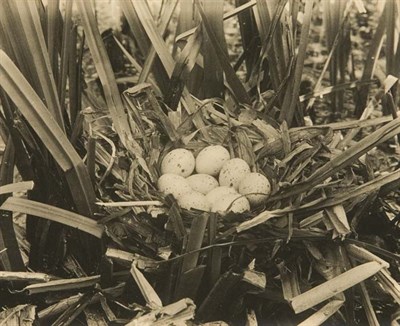 Lot 3228 - TEPE, RICHARD Group of 10 images of bird nests...