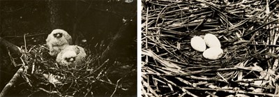Lot 3229 - TEPE, RICHARD Group of 57 images of nests,...