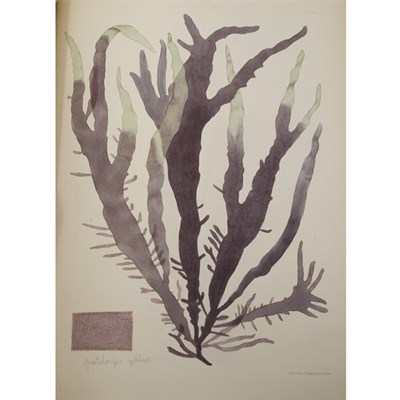 Lot 101 - HARVEY, WILLIAM HENRY Nereis Boreali-Americana,...