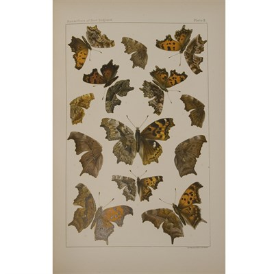 Lot 78 - [COLOR PLATE] SCUDDER, SAMUEL HUBBARD. The...