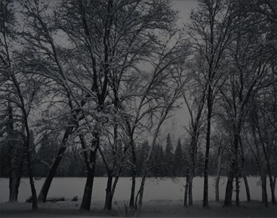 Lot 152 - ADAMS, ANSEL (1902-1984) Young Oaks, Winter,...