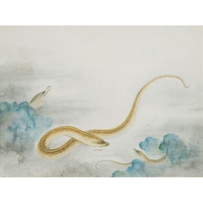 Lot 150 - Chinese School 18th/19th Century Depicting...