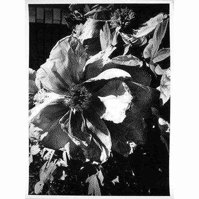Lot 56 - MORIYAMA, DAIDO (b. 1938) [Magnolia]. Gelatin...