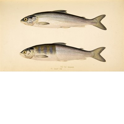 Lot 134 - [ANGLING] SCROPE, WILLIAM. Days and Nights of...