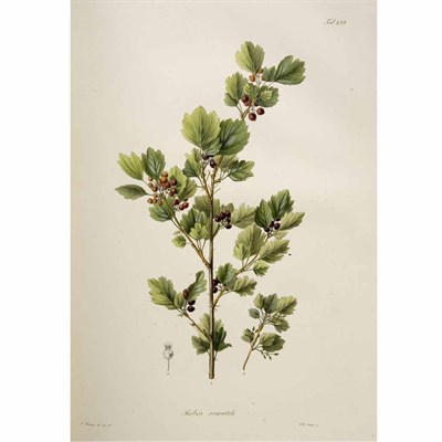 Lot 144 - [COLOR PLATE] LEDEBOUR, KARL FRIEDRICH VON....