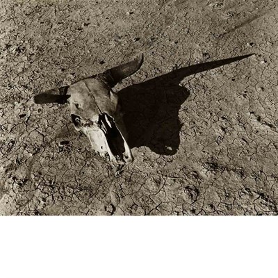Lot 152 - ROTHSTEIN, ARTHUR Skull, Badlands, South...