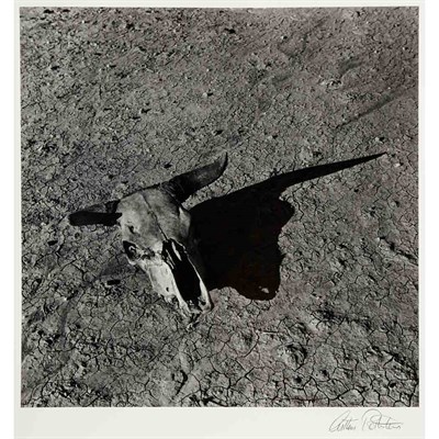 Lot 26 - ROTHSTEIN, ARTHUR Skull, Badlands, South...