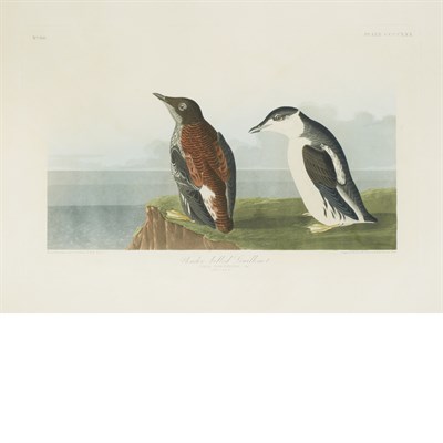 Lot 103 - After John James Audubon SLENDER BILLED...