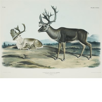 Lot 108 - After John James Audubon CARIBOU OR AMERICAN...